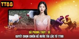Gà Phong Thủy - Bí Quyết Chọn Chiến Kê Rước Tài Lộc Từ TT88
