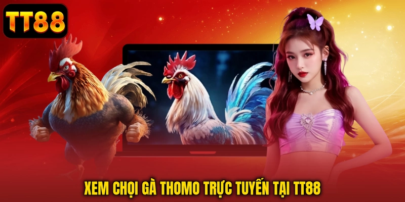 Xem chọi gà Thomo trực tuyến tại TT88